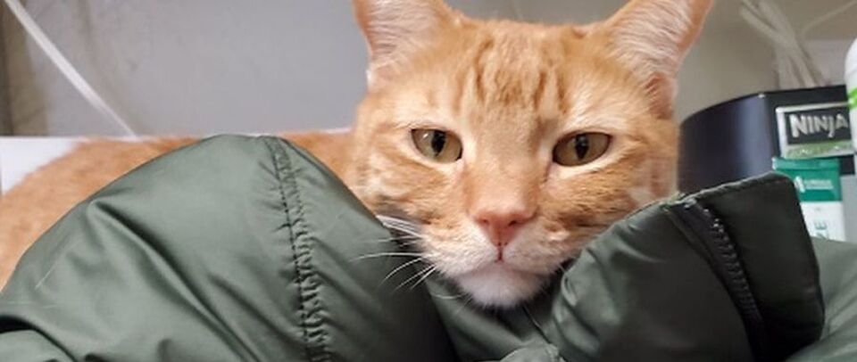 Moses Animal Clinic — caring for your furry family members