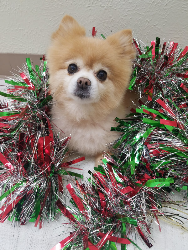 Pet visit at Moses Animal Clinic