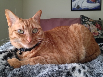 Pet care at Moses Animal Clinic