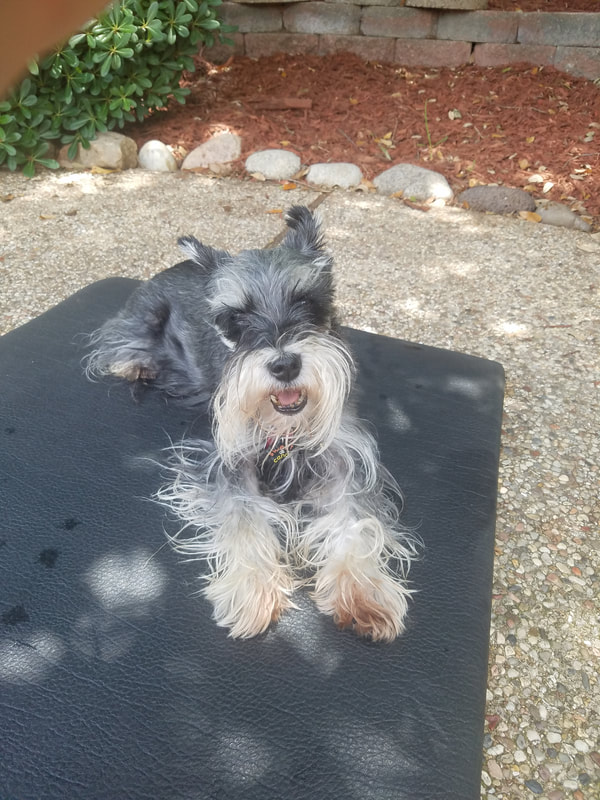Pet at Moses Animal Clinic