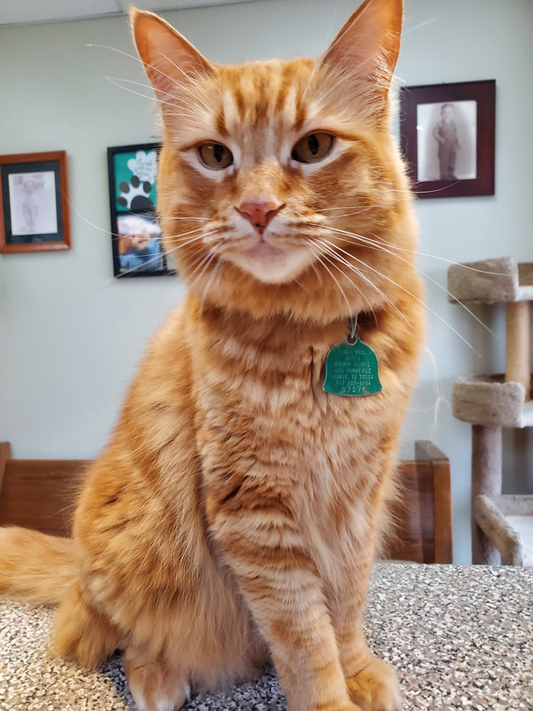Pet at Moses Animal Clinic